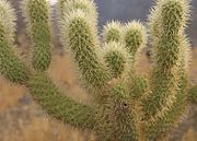 Cylindropuntia bigelovii 2