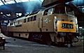 D1000-old oak common - 1964