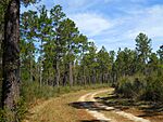 Pine forest in De Soto.