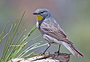 Dendroica coronata auduboni.jpg