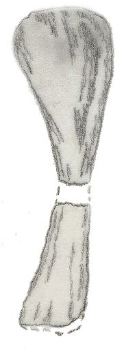 Dinodocus mackesoni humerus.jpg