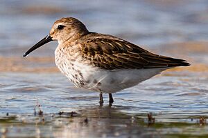 Dunlin easton bavents.jpg