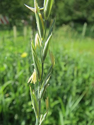 Elymus trachycaulus.jpg