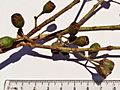 Eucalyptus tricarpa - fruit