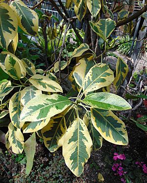 Ficus rubiginosa ‘Variegata’, Allan Gardens