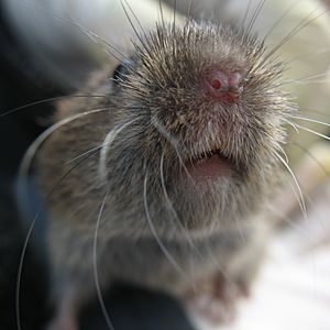 Field Vole by Bruce McAdam.jpg