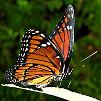 Florida Viceroy (4895223781)