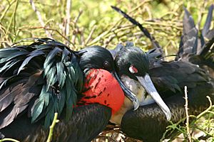 Greater frigatebird breeding pair