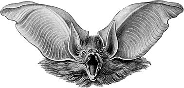 Haeckel Chiroptera Plecotus auritus 2