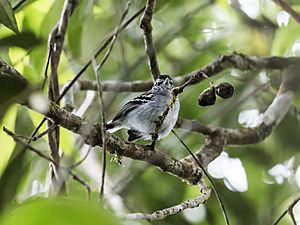 Herpsilochmus parkeri - Ash-throated-Antwren.jpg