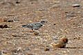 Hume's Short-toed Lark