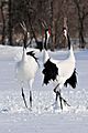 Japanse kraanvogels in Akan International Crane Centre, -24 februari 2012 a