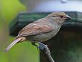 Lesser Antillean Bullfinch RWD2