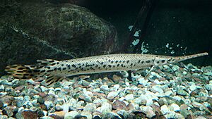 Longnose gar - panoramio