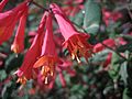 Lonicera sempervirens close up bloom