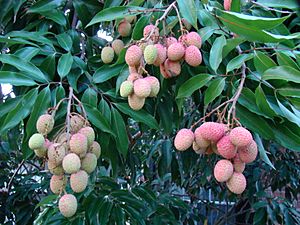 Lychee Mauritius01 Asit