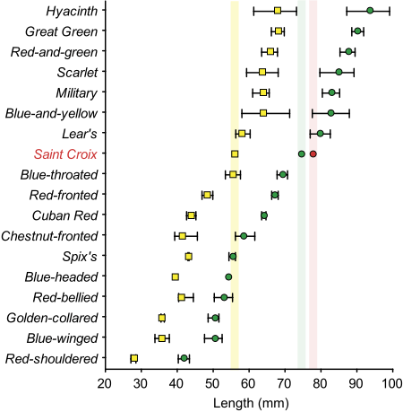 Macaw-bone-sizes