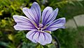 Malva sylvestris, violet hue