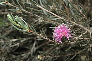 Melaleuca sapientes.jpg