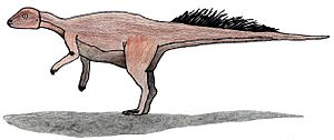 Micropachycephalosaurus