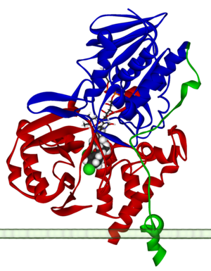 Monoamine oxidase A 2BXS