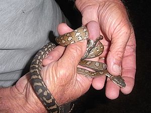 Morelia spilota mcdowelli00