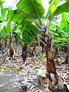 Musa acuminata Gran Canaria 2