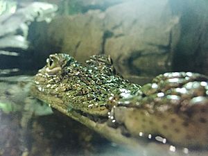 Nile Crocodile 