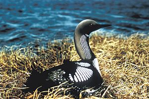 Pacific Loon