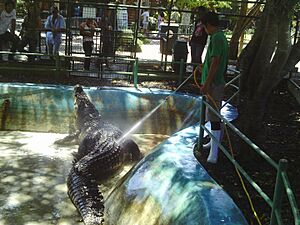 Pangil at Davao Crocodile Park