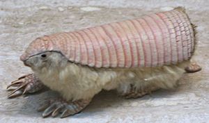 Pink Fairy Armadillo (Chlamyphorus truncatus) (cropped)