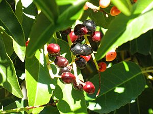 Prunus lusitanica Frutos 2010-9-26 DehesaBoyaldePuertollano