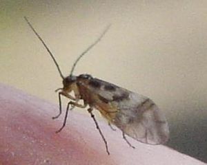 Psocoptera