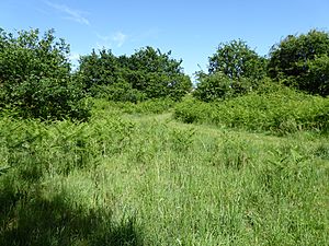 Red Lodge Heath 8.jpg