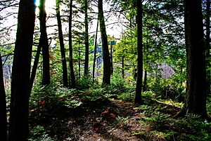 Richter Lake Hemlocks