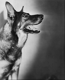 Rin Tin Tin 1929