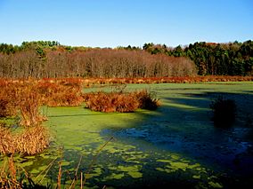 SlocumStateParkSwamp.jpg