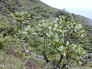 Starr 020925-0080 Melicope clusiifolia.jpg