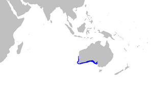 Sutorectus tentaculatus distmap.png