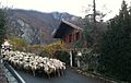 Transhumance in Belvédère