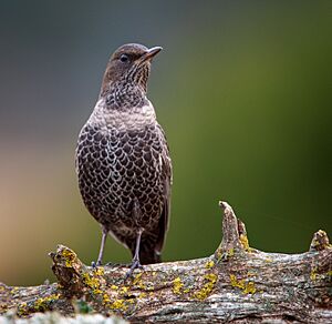 Blackish bird with a pale grey crescent on its breast