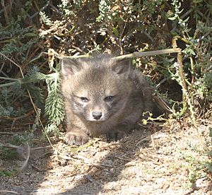 Urocyon littoralis pup