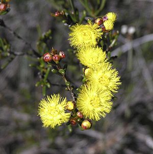 Verticordia chrysanthella.jpg