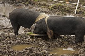 Wessex Saddlebacks in the mud