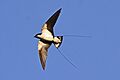 Wire-tailed Swallow Hirundo smithii by Dr. Raju Kasambe