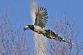 Yellow-billed Blue Magpie