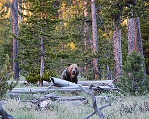 Yellowstone grizzly