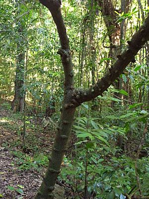 Zanthoxylum nitidum trunk