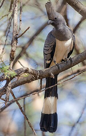 2009-white-bellied-goaway-bird.jpg