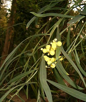 Acacia rostellifera BotGardBln1105 InflorescensesLeaves.jpg